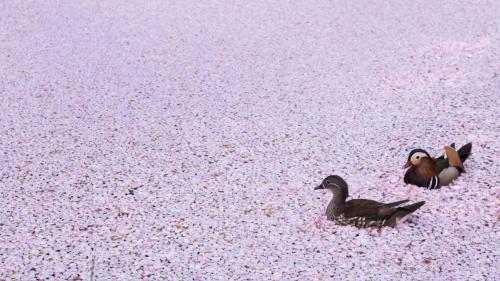 弘前公園お濠のオシドリ, 青森, 弘前