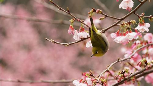 桜とメジロ